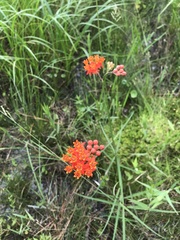 Asclepias lanceolata