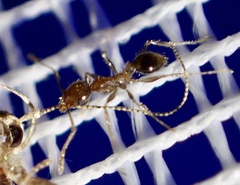 Pheidole megacephala