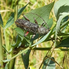 Phacodes