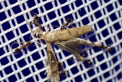 Pheidole megacephala