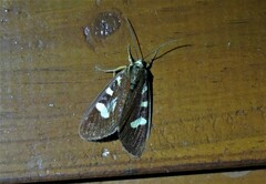 Mimeusemia centralis