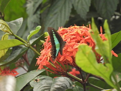 Graphium sarpedon luctatius