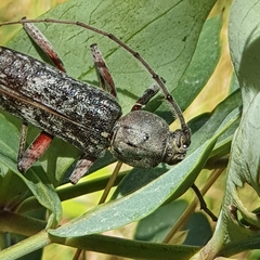 Phacodes