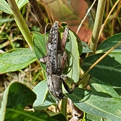 Phacodes