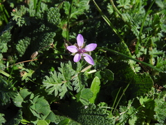Erodium cicutarium