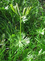 Eranthis longistipitata