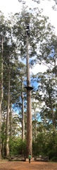 Eucalyptus diversicolor