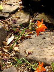 Hippeastrum