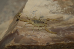 Mesobuthus mirshamsii