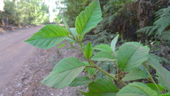 Trymalium odoratissimum