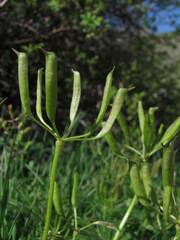 Eranthis longistipitata