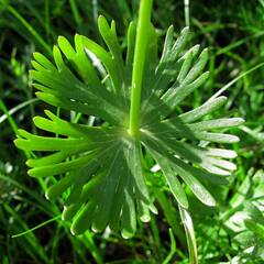 Eranthis longistipitata