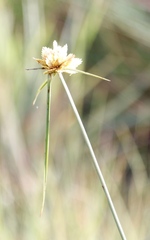 Cyperus sphaerocephalus