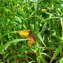 Phalanta