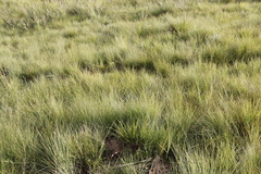 Cyperus sphaerocephalus