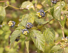 Lantana × strigocamara