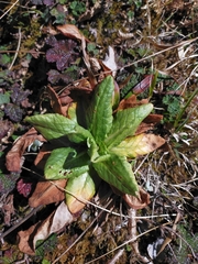 Primula miyabeana