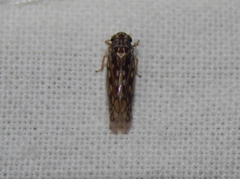 Scaphoideus omani