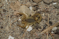 Mesobuthus mirshamsii