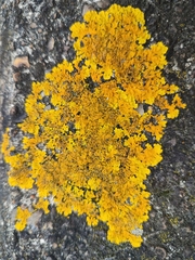 Xanthoria calcicola