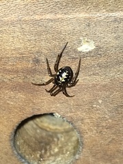 Steatoda triangulosa