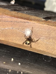 Steatoda triangulosa
