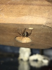 Steatoda triangulosa