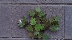 Chorilaena quercifolia