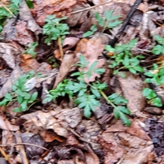 Cardamine impatiens