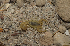 Mesobuthus mirshamsii