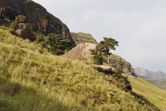 Podocarpus latifolius