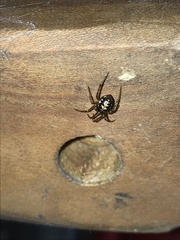 Steatoda triangulosa