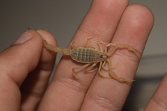 Mesobuthus mirshamsii