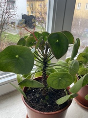 Pilea peperomioides