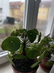 Pilea peperomioides