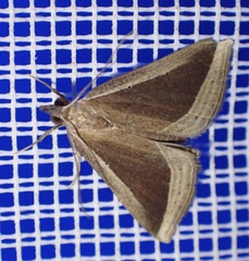 Hypena conscitalis