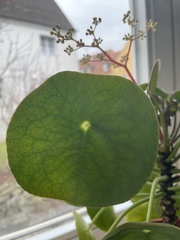 Pilea peperomioides