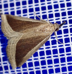 Hypena conscitalis