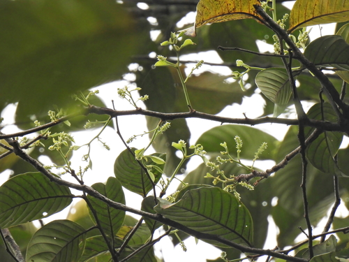 Bat Laurel (Prunus polystachya)