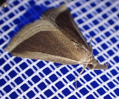 Hypena conscitalis