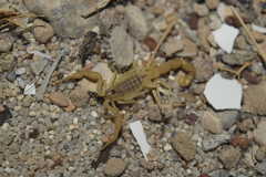 Mesobuthus mirshamsii