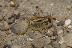 Mesobuthus mirshamsii