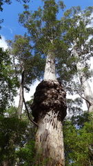 Eucalyptus diversicolor