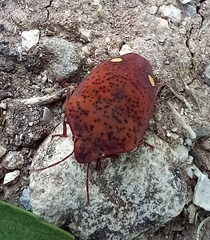 Solenosthedium bilunatum