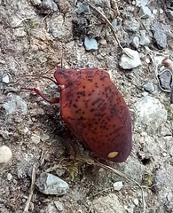 Solenosthedium bilunatum