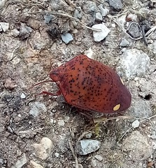 Solenosthedium bilunatum