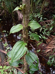 Adelobotrys adscendens