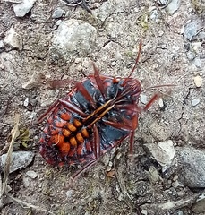Solenosthedium bilunatum