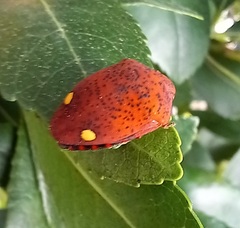 Solenosthedium bilunatum