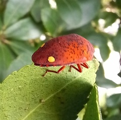 Solenosthedium bilunatum